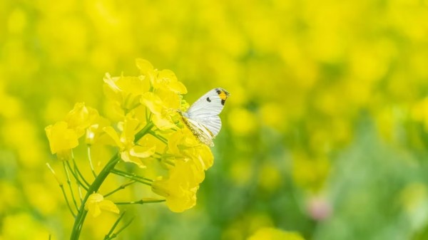 且待春風(fēng)解冬寒1.jpg